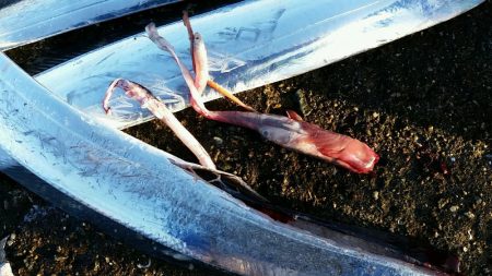 ムコイチ朝マズメ、ボチボチでした。